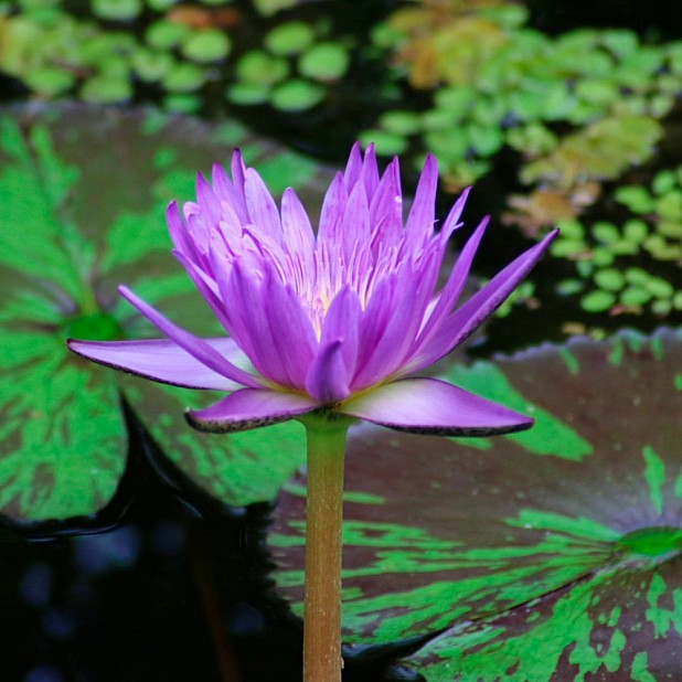 Visconti Homo Sapiens Lotus Garden Reservoarpenna