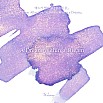 Wearingeul Inks A Dream Within a Dream by Edgar Allan Poe - 30ml Ink Bottle
