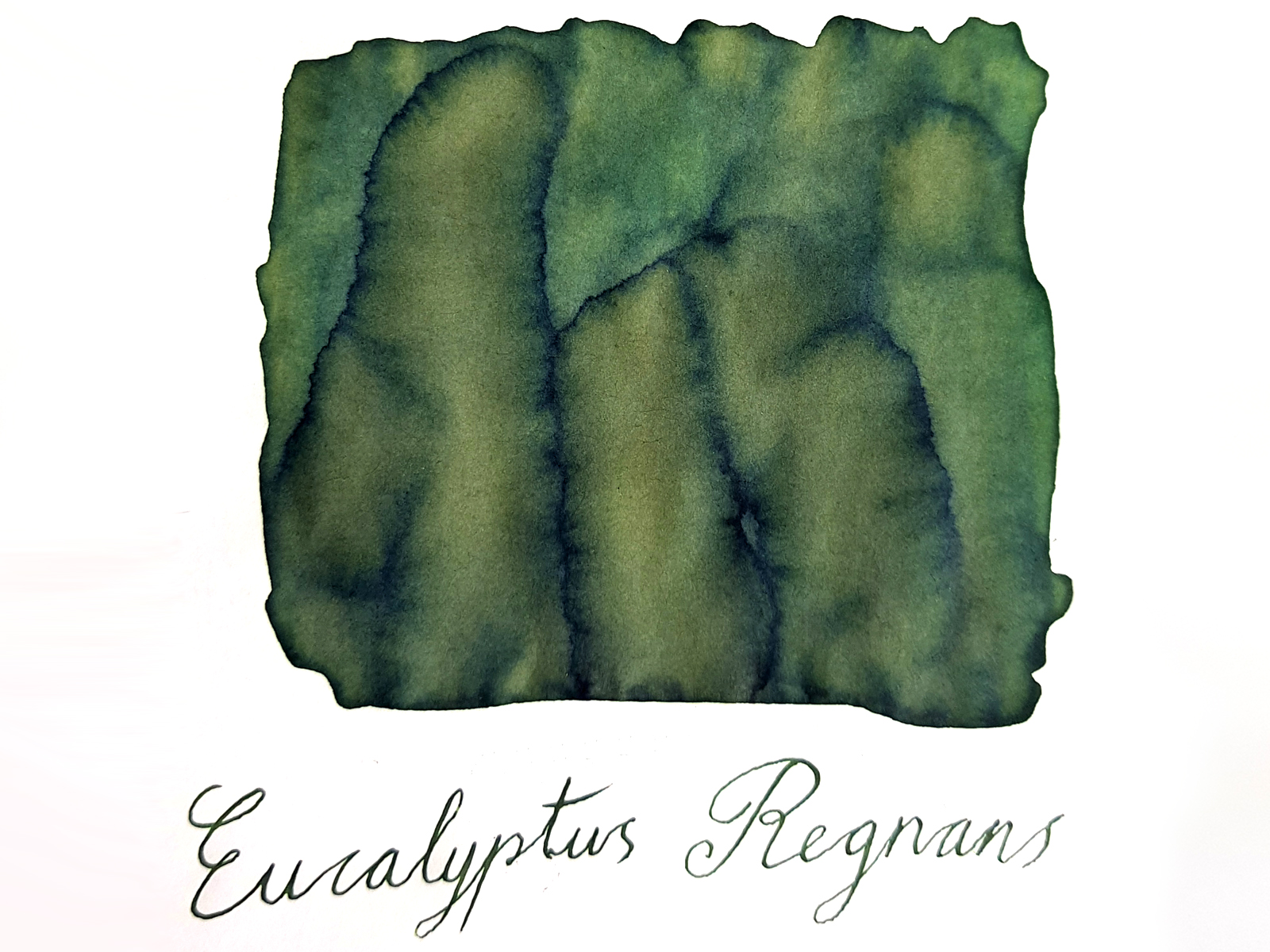 Van Dieman's Wilderness - Eucalyptus Regnans 30ml Ink Bottle Van Dieman's Wilderness - Eucalyptus Regnans 30ml Ink Bottle